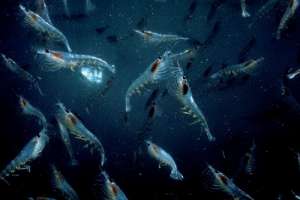 Полярные морские ракообразные выживают в холодной воде благодаря своим размерам. (Фото Peter Johnson.)