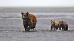 Медведи на Камчатке. Фото: http://www.stfond.ru