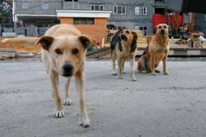 Бездомные собаки. Фото: http://tsn.ua