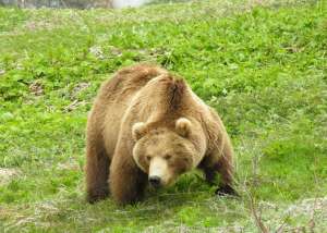 Бурый медведь. Фото: http://www.dangeranimals.ru