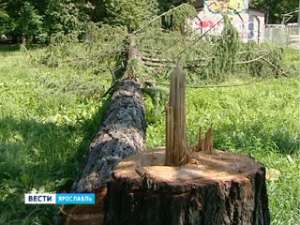 Ущерб от вырубки деревьев в Бутусовском парке оценили в 2 миллиона. Фото: Вести.Ru