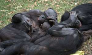 Шимпанзе — полноценные участники процесса эволюции и об этом говорят их сексуальные привычки (фото LaggedOnUser/Flickr). 