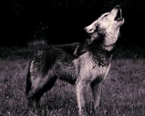 У каждого волка уникальный голос (фото Matt/Flickr). 