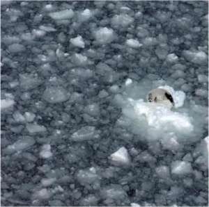 Истощенный морской лед оставляет уязвимых детенышей тюленей выброшенными на мель в больших количествах. (Фото: Courtesy of IFAW)
