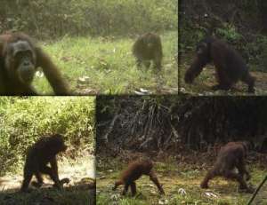 В Индонезии орангутанги «спустились» с деревьев на землю из-за масштабных вырубок лесов. Фото: http://lesvesti.ru