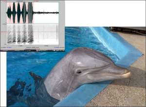 Дельфин Кай и спектрограмма его позывных (фото Jason Bruck / University of Chicago).