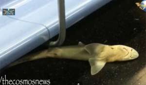 Мертвая акула в вагоне привела к сбою в работе нью-йоркского метро. Фото: ruvr.ru