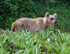 Медведь. Фото Владимира Зыкова, предоставлено КГБУ &quot;Природный парк &quot;Вулканы Камчатки&quot;