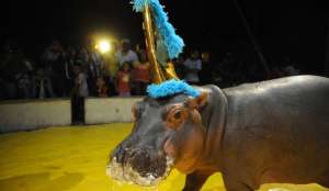 Сальвадор ввел запрет на использование животных в цирках. Фото: AFP