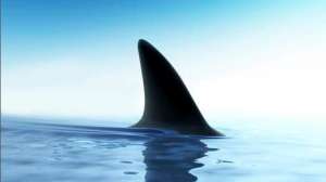 Акула. Фото: http://tsn.ua