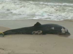 Американские ученые бьют тревогу в связи с необыкновенно высокой смертностью дельфинов на восточном побережье США. Фото: CNN