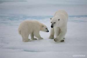 Финляндия выступила за создание заповедника в Арктике. Фото: http://www.greenpeace.org