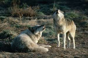 Волки воют для друзей. (Фото Lynda Richardson.)