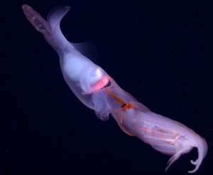 Кальмар-удильщик G. bonplandi (фото Monterey Bay Aquarium Research Institute).