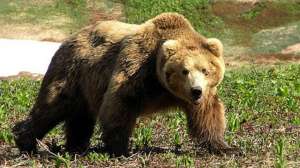 Медведь на Сахалине. Фото: http://ntv.ru