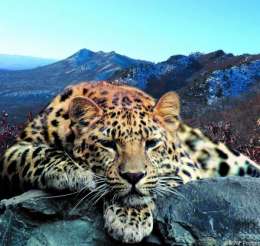 Нацпарк &quot;Земля леопарда&quot;. Коллаж WWF 