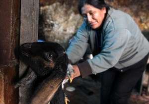 В Перу и Боливии из-за холодов погибли порядка 30-ти тысяч домашних животных. Фото: http://telegraf.by