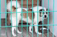 В ноябре в Сочи открывается приют для бездомных животных