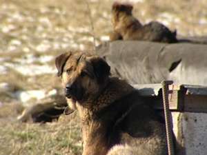 Власти Румынии усыпят всех бродячих собак. Фото: Вести.Ru