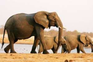 Слоны в Африке. Фото: http://obozrevatel.ua