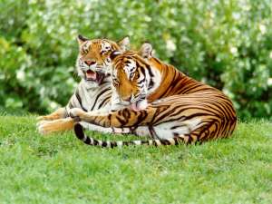 Тигры. Фото: http://zverki.org/