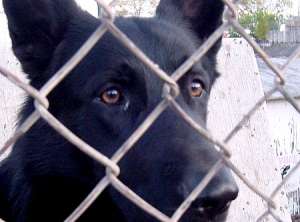 Жители Туапсе жалуются на догхантера, убившего при помощи отравленного фарша более 20 собак. Фото: ЮГА.ру 