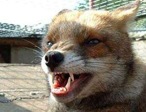 В тюменских селах введен карантин: бешеные лисы напали на собак и гусей. Фото: nr2.ru