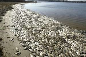 Массовая гибель рыбы. Фото: http://obozrevatel.ua