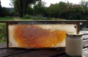 По своим антибактериальным свойствам шотландский вересковый мёд превосходит даже мёд мануки из Новой Зеландии (фото Neil/Flickr).