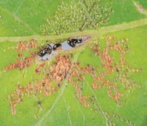 Укрытие в дыре листа жуков нового вида Terminalia Orthaltica на листе дерева терминалия метельчатая, со следами кормления, расходящимися от убежища. (Фото: Kaniyarikkal Divakaran Prathapan; CC-BY 3.0)