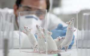 Лабораторные мыши. Фото: http://1beautynews.com