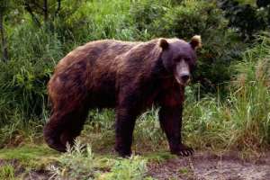 Медведь. Фото: ВикипедиЯ