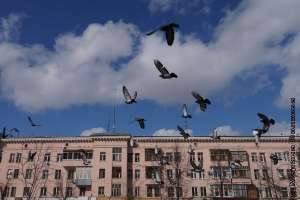 Птицы в городе. Фото: http://mv74.ru