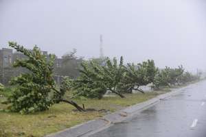  Поваленные тайфуном деревья во Вьетнаме. Фото: Stringer / Reuters