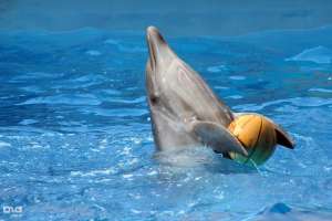 В Сочи тигр, выдра и дельфин будут предсказывать результаты Игр-2014. Фото: ЮГА.ру