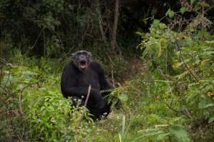 Шимпанзе специально предупреждают своих товарищей об опасности. (Фото D. Parer &amp; E. Parer-Cook.)