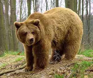 Медведь. Фото: http://www.huntcenter.ru/