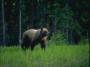В США суд запретил рубки в лесу ради сохранения популяции медведей. Фото: http://lesvesti.ru