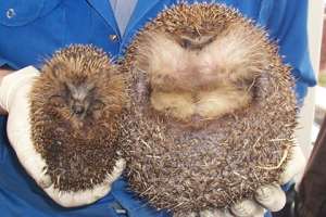  Еж до диеты. Фото: wormithedgehogs.co.uk