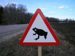 Осторожно, жабы. Фото: http://auto.headline.kz