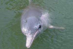 Китайский дельфин. Фото: takoradee / Wikipedia