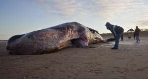 Мертвый кит. Архив. Фото: http://www.vseneprostotak.ru/