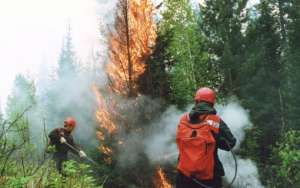 Число лесных пожаров в 2013 году в России уменьшилось в два раза. Фото: http://lesvesti.ru