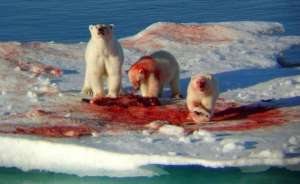 Белые медведи осаждали чукотское село из-за китов. Фото: Дейта.Ru