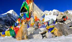 Щенок Рупи стал первой собакой, покорившей Эверест . Фото: AFP