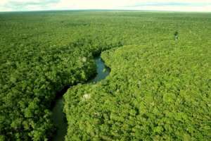 Тропические леса Бразилии. Фото: http://brazil.com.ru