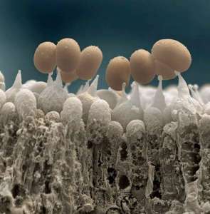 Споры грибов. Фото: http://nibler.ru/