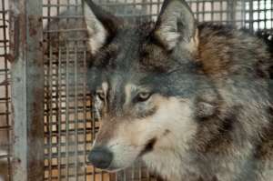 Волк в зоопарке. Фото: http://www.dailynews.kz/