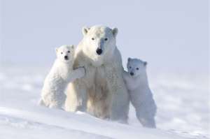 Белые медведи. Фото: http://pustunchik.ua