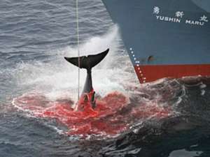 Японский китобойный промысел. Фото: http://www.talks.su/